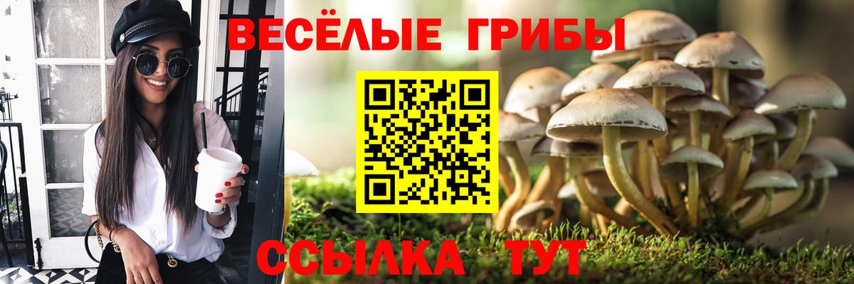 Вятские Поляны  Галлюциногенные грибы мицелий  Вход с VPN  Галлюциногенные грибы Psilocybine cubensis 