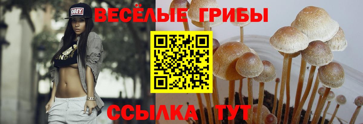 Галлюциногенные грибы GOLDEN TEACHER Вятские Поляны